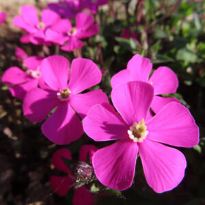 ツルコザクラの花を撮影した無料写真素材