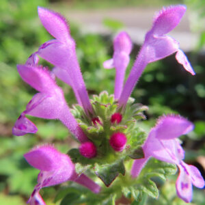 ホトケノザの花を撮影した無料写真素材