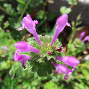 ホトケノザの花を撮影した無料写真素材