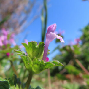 ホトケノザの花を撮影した無料写真素材