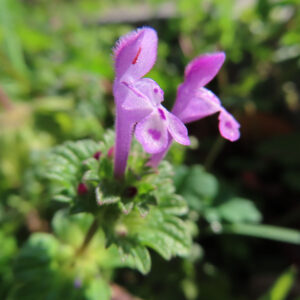 ホトケノザの花を撮影した無料写真素材