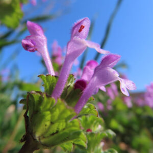 ホトケノザの花を撮影した無料写真素材