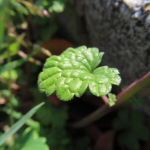 ホトケノザの花を撮影した無料写真素材