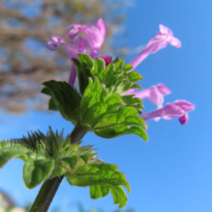ホトケノザの花を撮影した無料写真素材