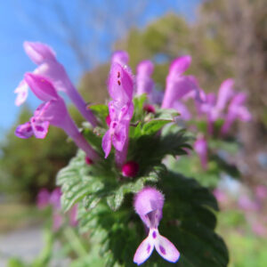 ホトケノザの花を撮影した無料写真素材