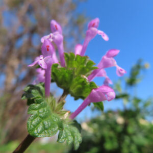 ホトケノザの花を撮影した無料写真素材