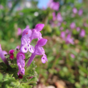 ホトケノザの花を撮影した無料写真素材