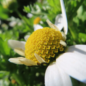 ノースポールの花を撮影した無料写真素材