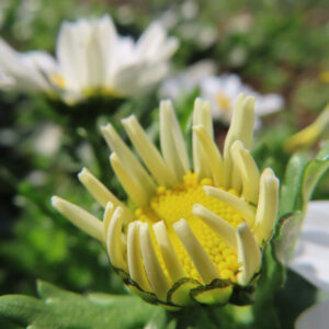 ノースポールの花を撮影した無料写真素材