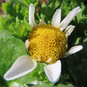 ノースポールの花を撮影した無料写真素材