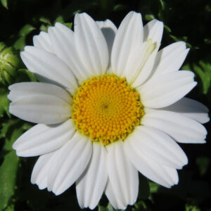 ノースポールの花を撮影した無料写真素材