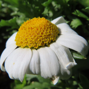 ノースポールの花を撮影した無料写真素材