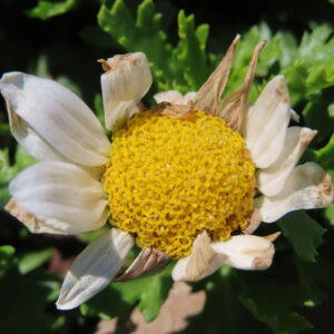 ノースポールの花を撮影した無料写真素材