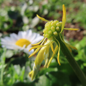 ノースポールの花を撮影した無料写真素材