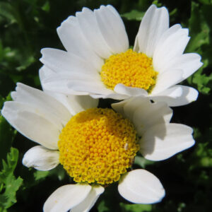 ノースポールの花を撮影した無料写真素材