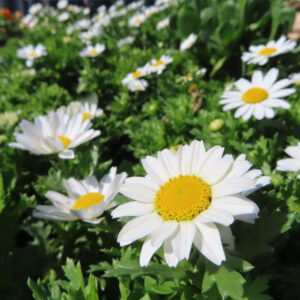 ノースポールの花を撮影した無料写真素材