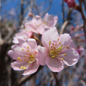 サクラの花を撮影した無料写真素材