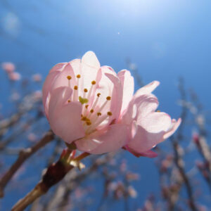 サクラの花を撮影した無料写真素材