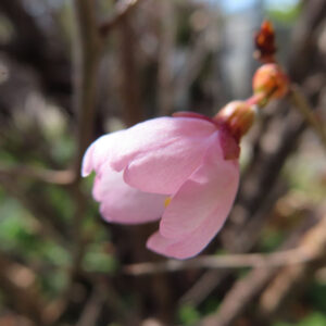 サクラの花を撮影した無料写真素材