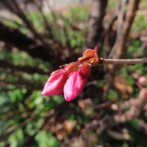 サクラの花を撮影した無料写真素材