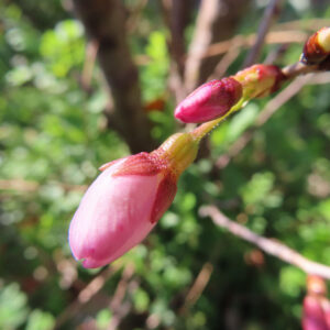 サクラの花を撮影した無料写真素材