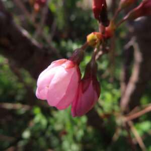 サクラの花を撮影した無料写真素材