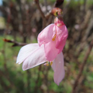 サクラの花を撮影した無料写真素材