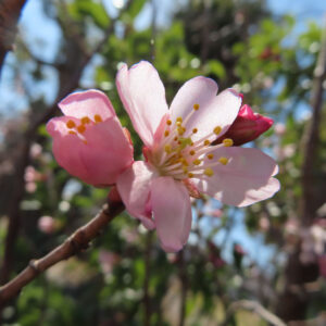 サクラの花を撮影した無料写真素材