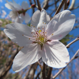 サクラの花を撮影した無料写真素材