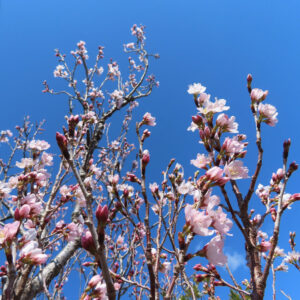 サクラの花を撮影した無料写真素材