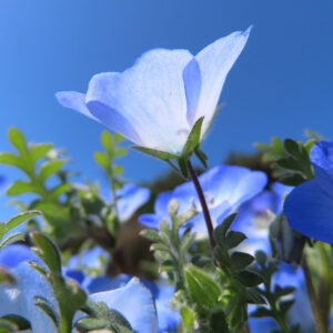 ネモフィラの空色のBaby blue eyesを撮影した花写真