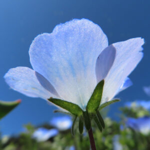 ネモフィラの空色のBaby blue eyesを撮影した花写真