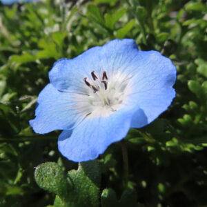 ネモフィラの空色のBaby blue eyesを撮影した花写真