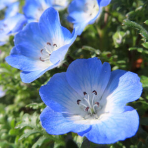 ネモフィラの空色のBaby blue eyesを撮影した花写真
