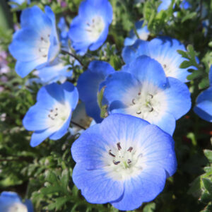 ネモフィラの空色のBaby blue eyesを撮影した花写真