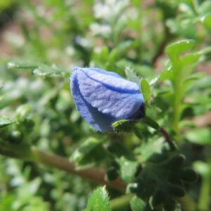 ネモフィラの空色のBaby blue eyesを撮影した花写真