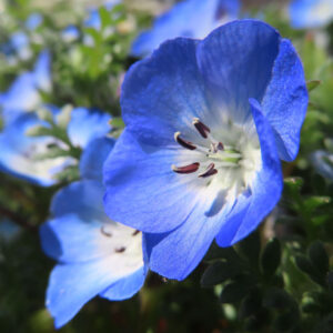 ネモフィラの空色のBaby blue eyesを撮影した花写真