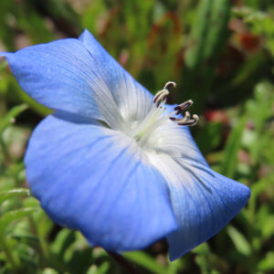 ネモフィラの空色のBaby blue eyesを撮影した花写真