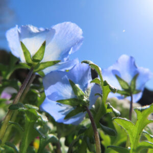 ネモフィラの空色のBaby blue eyesを撮影した花写真