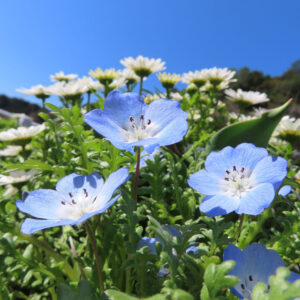 ネモフィラの空色のBaby blue eyesを撮影した花写真