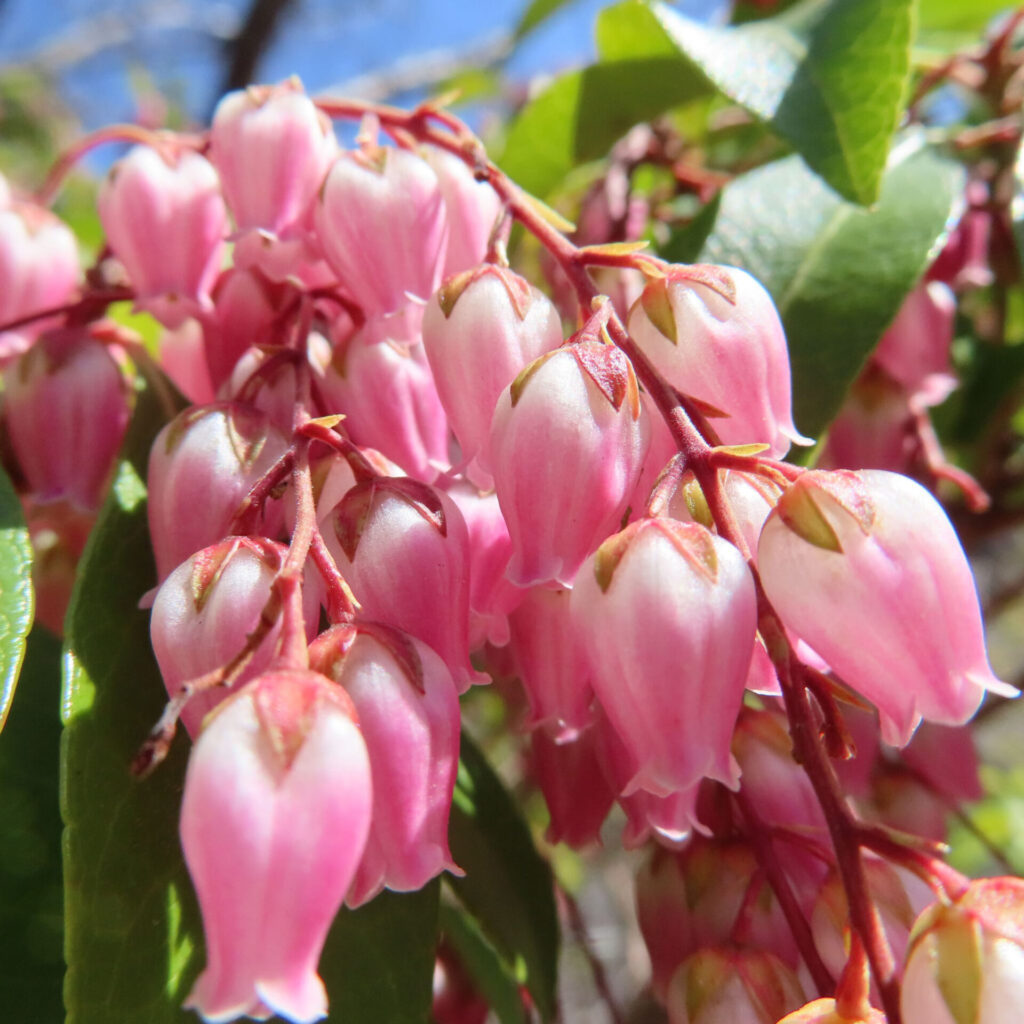 アセビの無料（フリー）写真