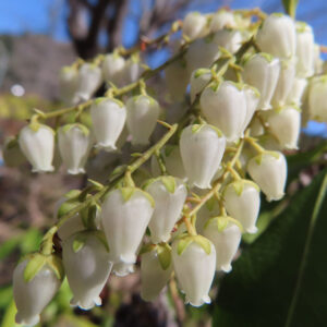 アセビの鈴なりの馬酔木を撮影した花写真