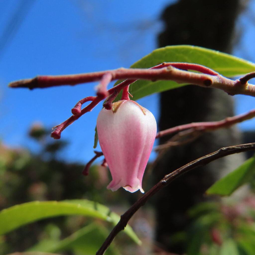 アセビの無料（フリー）写真