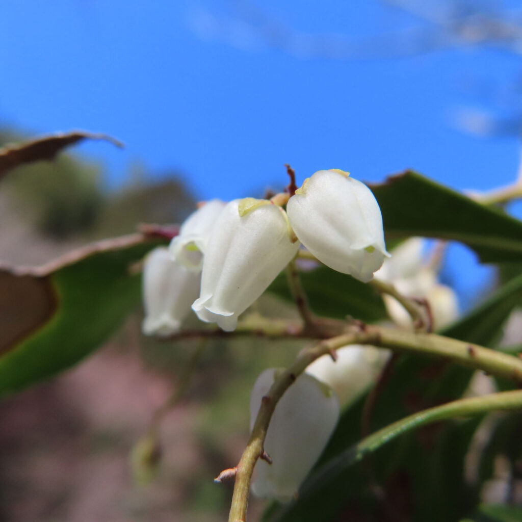 アセビの無料（フリー）写真