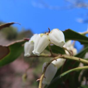 アセビの鈴なりの馬酔木を撮影した花写真