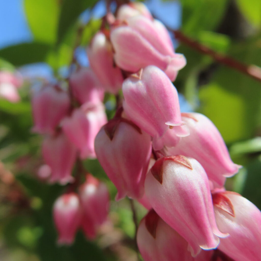 アセビの無料（フリー）写真