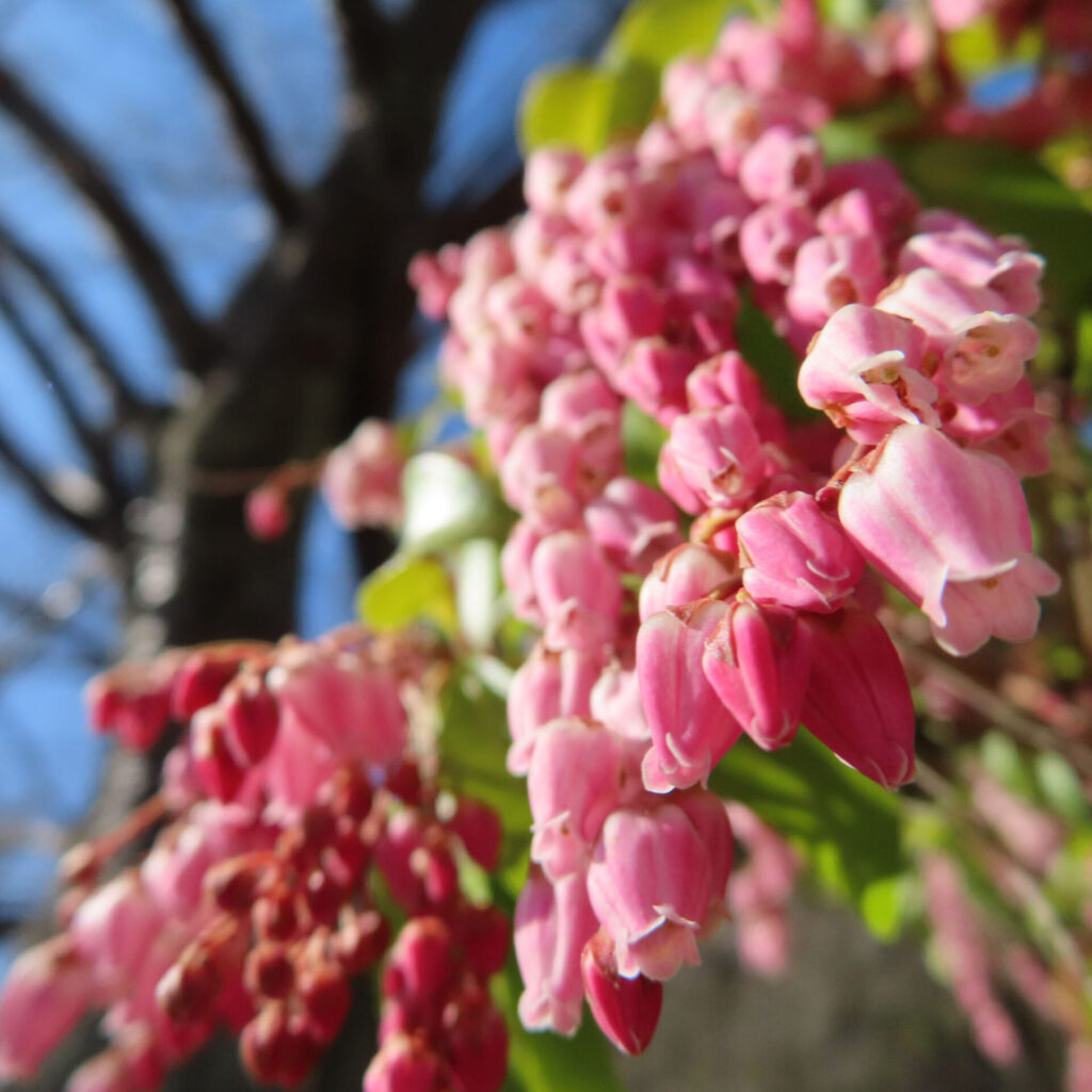 アセビの無料（フリー）写真