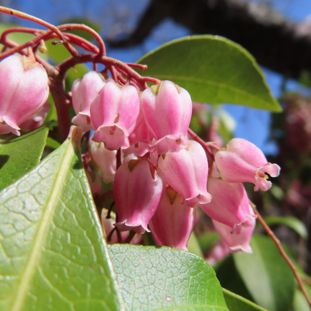 アセビの無料（フリー）写真