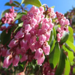 アセビの鈴なりの馬酔木を撮影した花写真