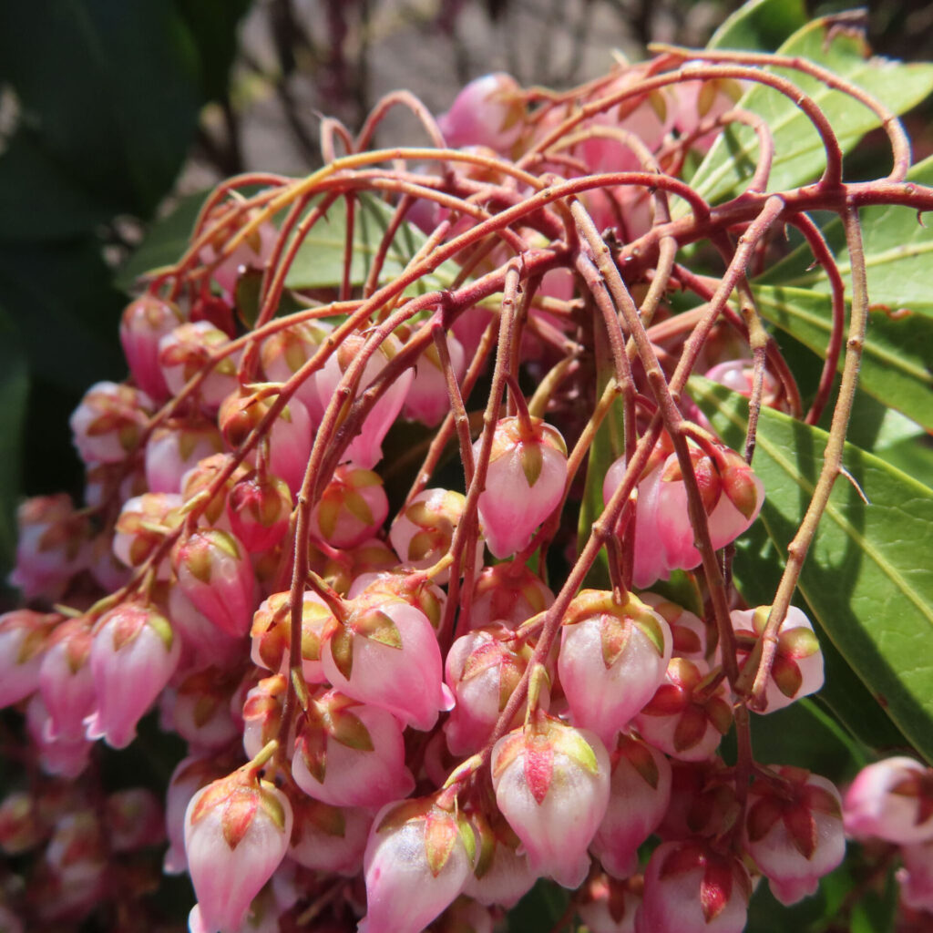 アセビの無料（フリー）写真